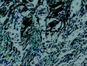 506-251+5o.JPG